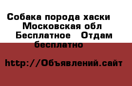 Собака порода хаски. - Московская обл. Бесплатное » Отдам бесплатно   